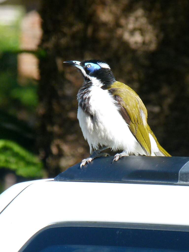 Blue Faced Honey Eater by onewing