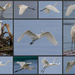Naklua Egrets by lumpiniman