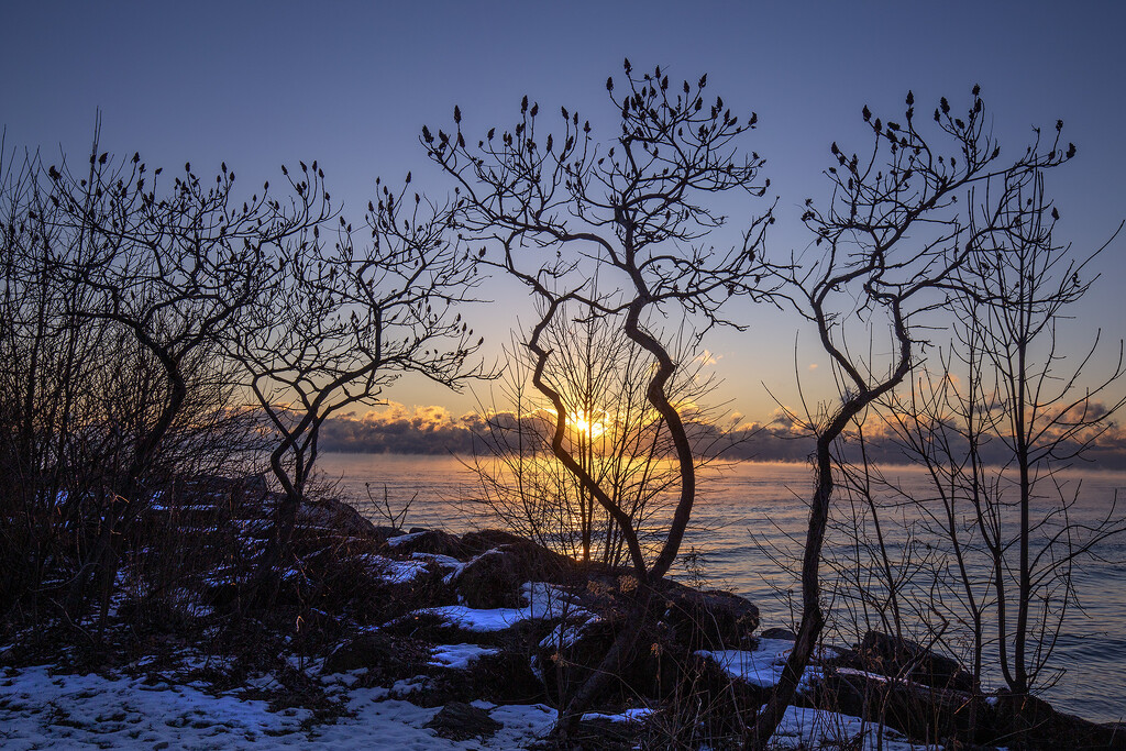 Winter Sumach Branches by pdulis