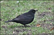 4th Feb 2023 - Bobbie Blackbird