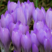 Early Crocus by neil_ge