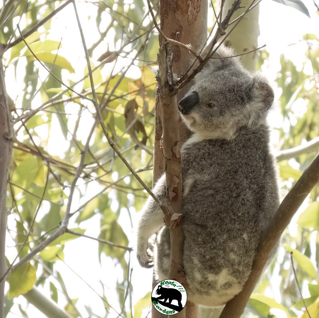 hot summer mornings by koalagardens
