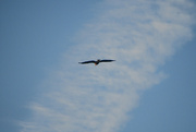 30th Jan 2023 - Eagle and Cloud