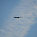 Eagle and Cloud by kareenking
