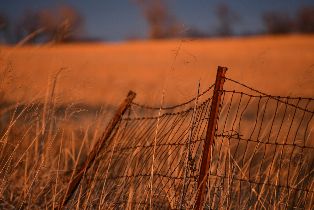Fence at Golden Hour by kareenking