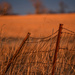Fence at Golden Hour by kareenking