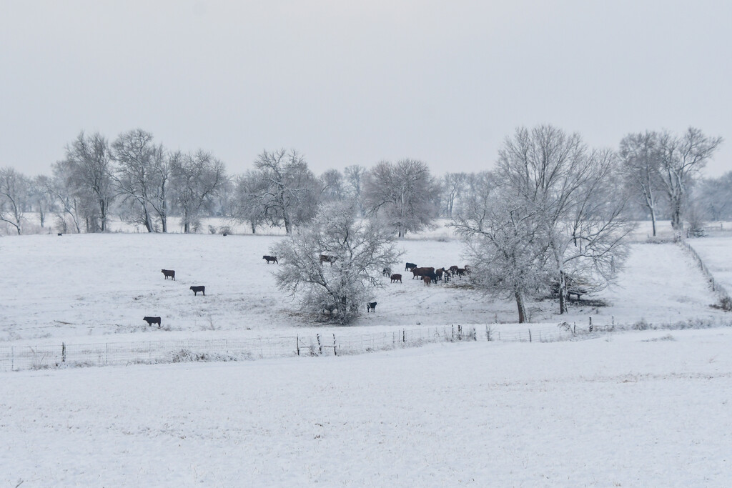 Cattle on a Snowy Pasture by kareenking
