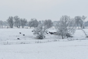 26th Jan 2023 - Cattle on a Snowy Pasture