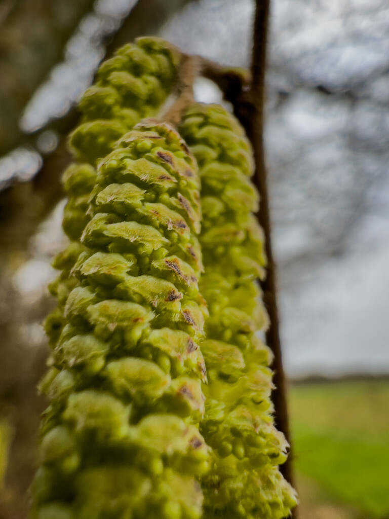 Catkins by catangus