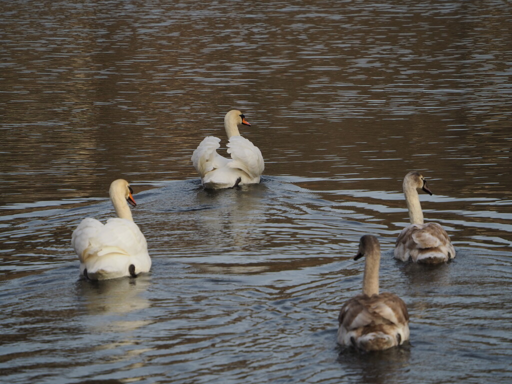 Swans by bizziebeeme