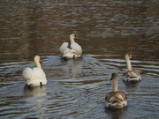 4th Feb 2023 - Swans