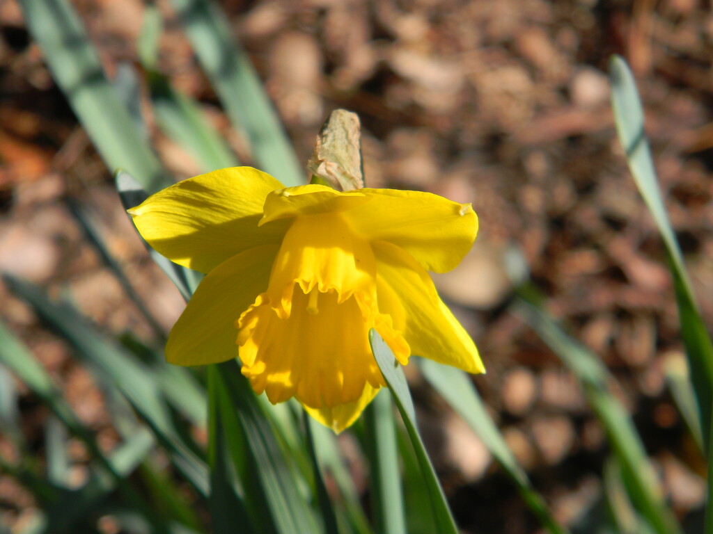 Daffodil in Neighbor's Yard by sfeldphotos