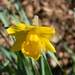 Daffodil in Neighbor's Yard by sfeldphotos