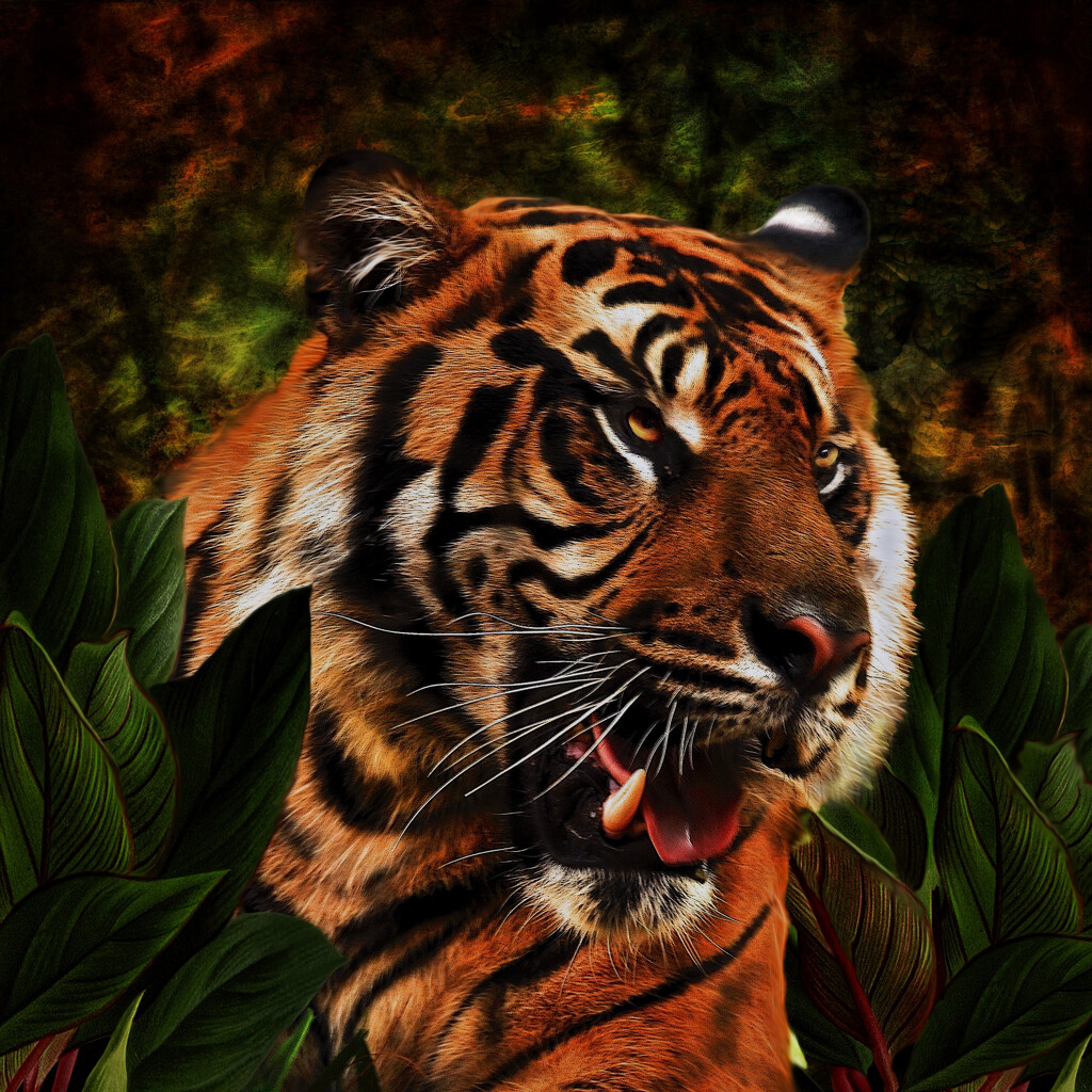 Siberian Tiger by joysfocus