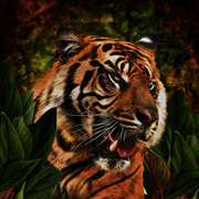 2nd Feb 2023 - Siberian Tiger