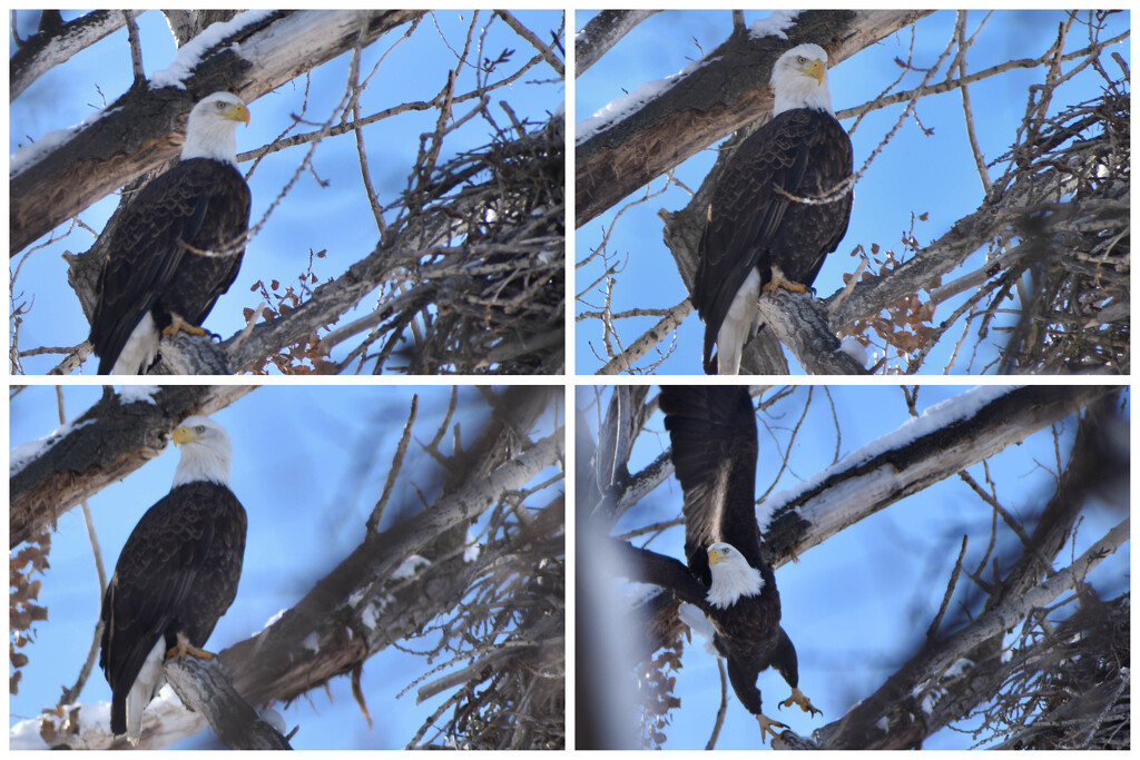 Bald Eagle Collage by bjywamer