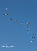 16th Nov 2022 - Snow Geese and Moon