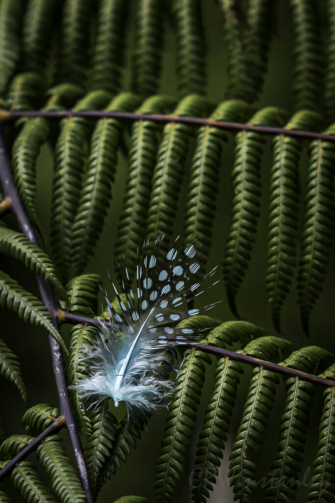 Feather and Frond by kipper1951