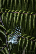 4th Feb 2023 - Feather and Frond