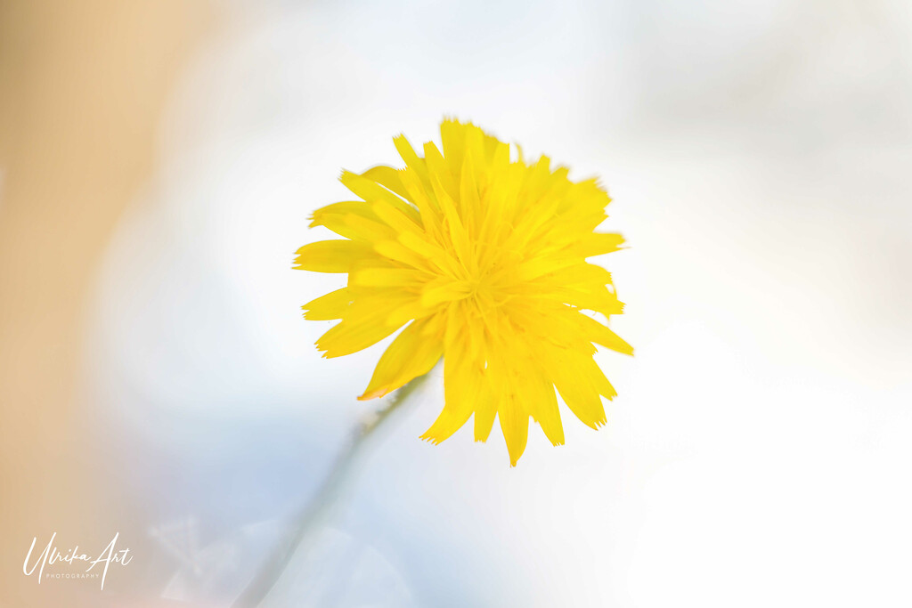 dandelion flower by ulla