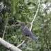 Blackbird - Feamale