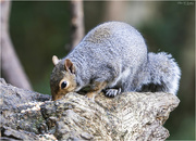 4th Feb 2023 - Grey Squirrel