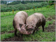 3rd Feb 2023 - Happy as Pigs