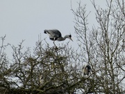 5th Feb 2023 - A bit early for nesting