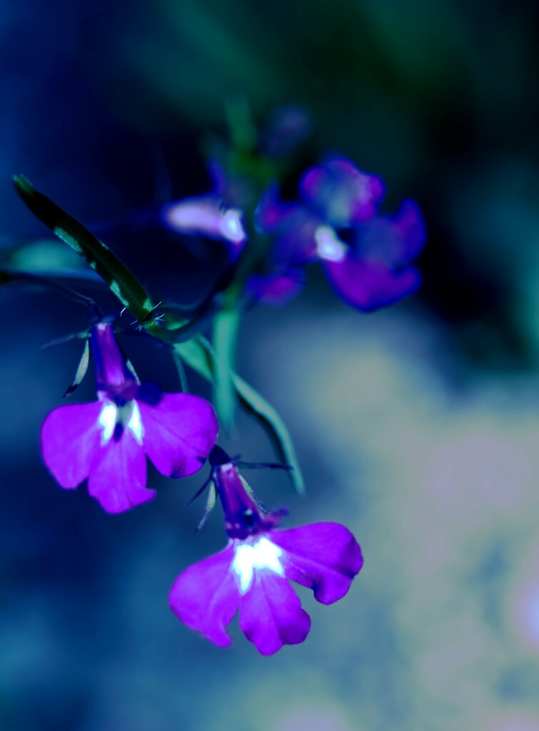 little purple flowers by blueberry1222
