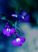 5th Feb 2023 - little purple flowers