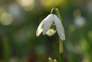 3rd Feb 2023 - The snowdrops are here!