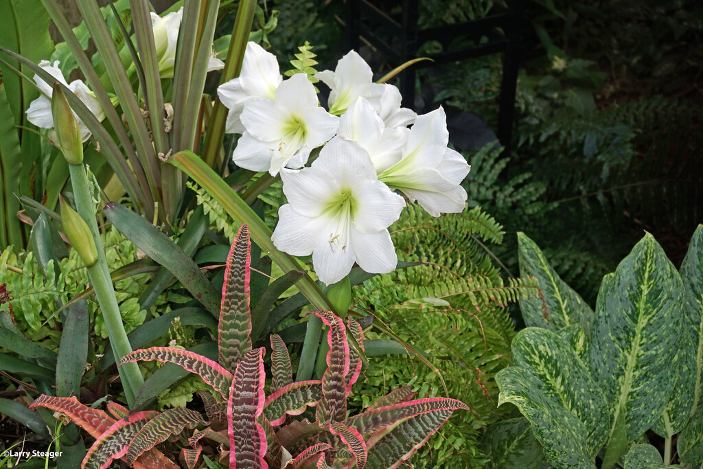 White amaryllis and cryptanthus Elaine by larrysphotos