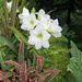 White amaryllis and cryptanthus Elaine by larrysphotos