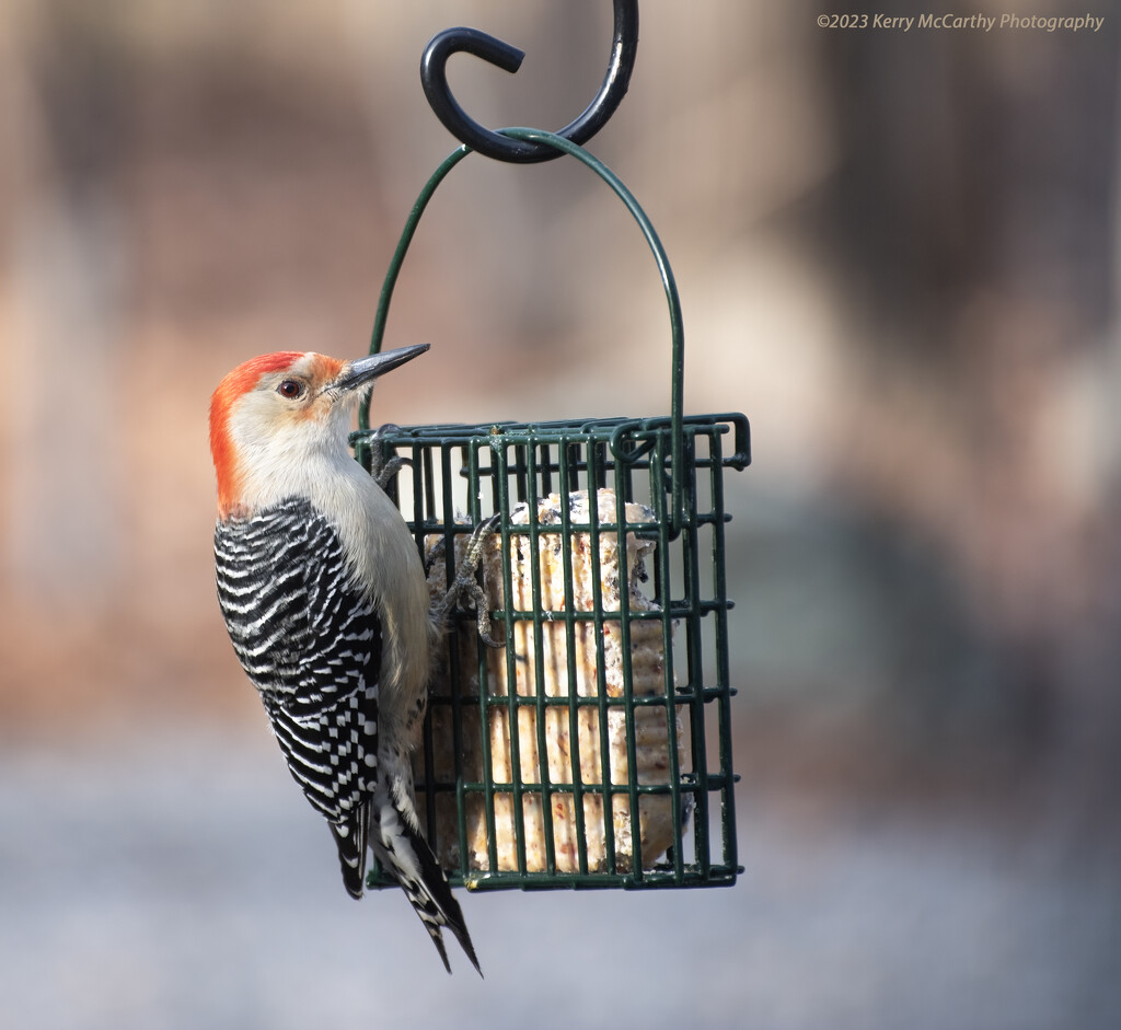 Red-bellied woodpecker by mccarth1