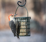 3rd Feb 2023 - Red-bellied woodpecker