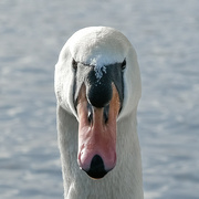 5th Feb 2023 - Rutland Swan