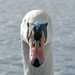Rutland Swan by brocky59