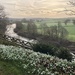 Snowdrops and the River Wye on 365 Project