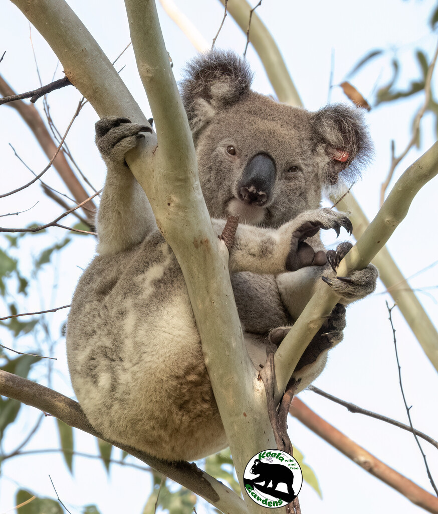 Valentine poster child by koalagardens