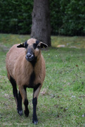 4th Feb 2023 - West African Dwarf sheep