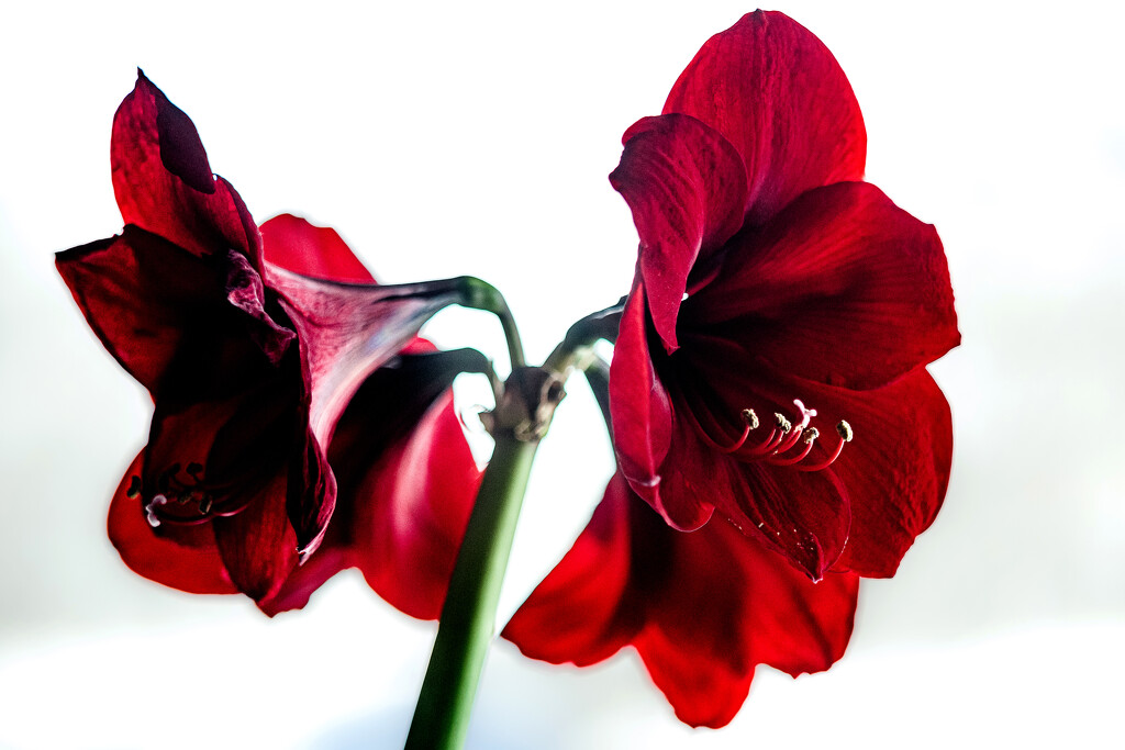 Amaryllis  by tosee