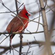 5th Feb 2023 - Northern cardinal