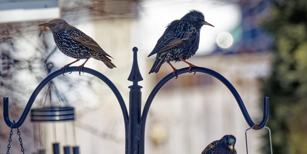 Eurpean starlings on a feeder by rminer
