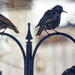 Eurpean starlings on a feeder