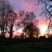 Another beautiful winter sunset over the garden by snowy