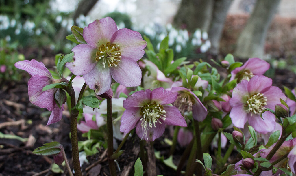 Hellebores by busylady