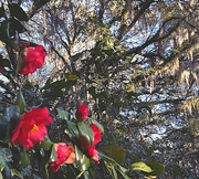 5th Feb 2023 - Camellias and live oaks