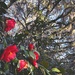 Camellias and live oaks by congaree