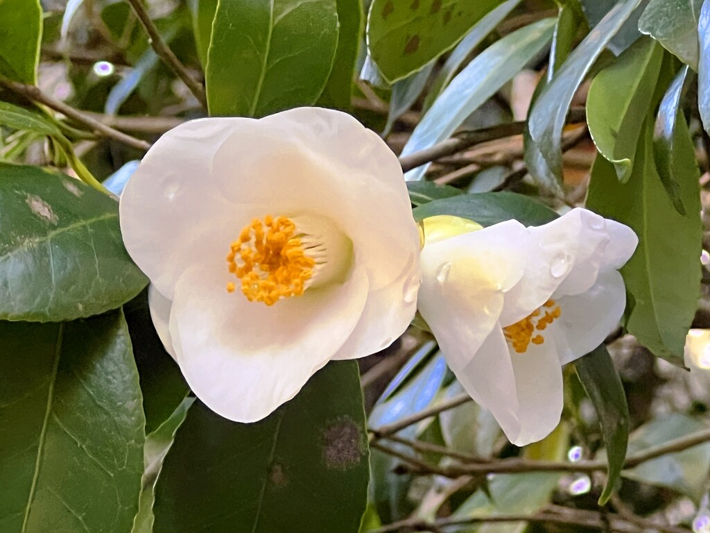 Delicate camellias  by congaree