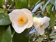 5th Feb 2023 - Delicate camellias 
